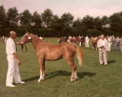 Zuchtstute Monica (Nederlands Welsh Ridepony, 1985, von Flora's Hof Peter Pan)