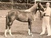 broodmare Agatha (Nederlands Welsh Ridepony, 1980, from Limbra's Soivny)