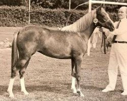 Zuchtstute Agatha (Nederlands Welsh Ridepony, 1980, von Limbra's Soivny)