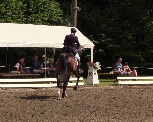 Reitturnier Hanerau-Hademarschen 2019