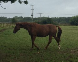 horse Sabby (Westfale, 2011, from Silbermond)