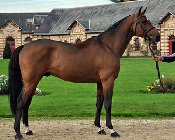 stallion Andiamo Semilly (Selle Français, 2010, from Diamant de Semilly)