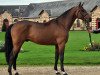 stallion Andiamo Semilly (Selle Français, 2010, from Diamant de Semilly)