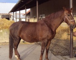 Pferd Jura (Belgisches Warmblut, 2009, von Aaron)