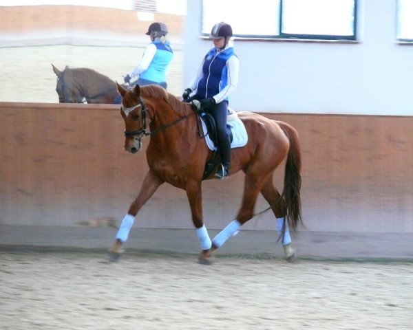 broodmare Nancy Romantic (Bavarian, 2010, from Fürst Romancier)