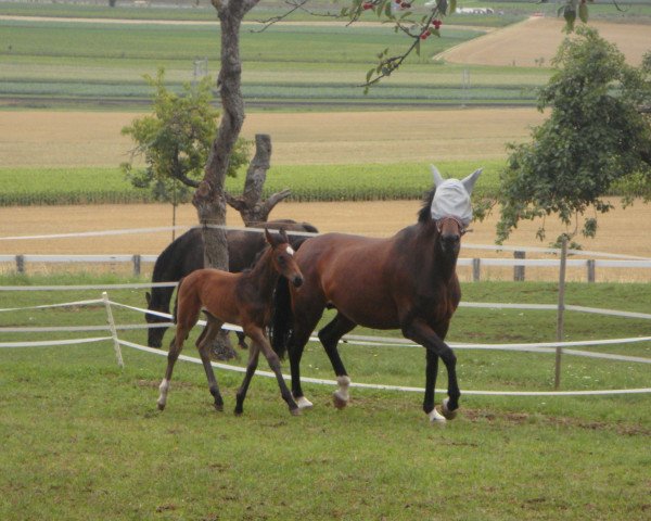 Zuchtstute Fiorella de Lully (Schweizer Warmblut, 2002, von Florestan I)