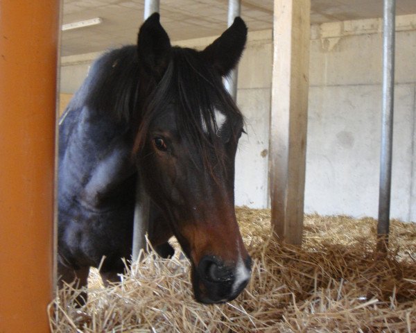 Zuchtstute Anatase Royal (Schweizer Warmblut, 2011, von Rubin Royal OLD)