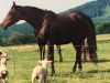 broodmare Goldi (Hessian Warmblood, 1988, from Goldschmied)