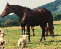 Zuchtstute Goldi (Hessisches Warmblut, 1988, von Goldschmied)