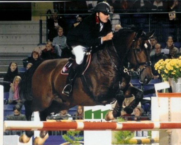 jumper Kingston (KWPN (Royal Dutch Sporthorse), 1992, from Burggraaf)