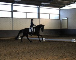 dressage horse Royal Flash 86 (Hannoveraner, 2004, from Rosentau)