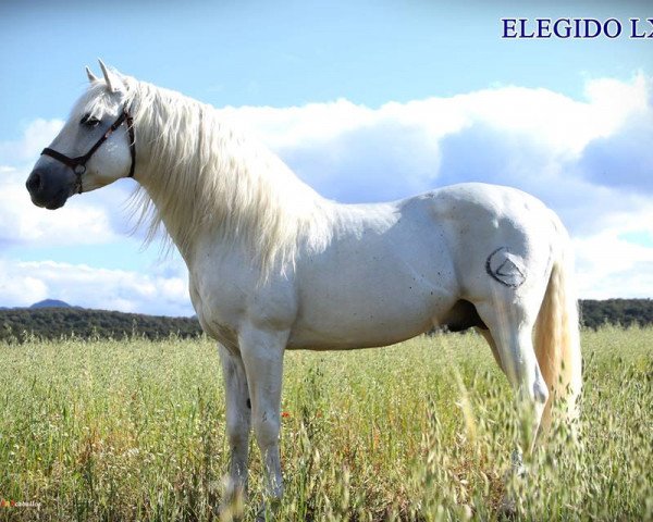 stallion Elegido LXV (Pura Raza Espanola (PRE), 1998, from Pampero VII)