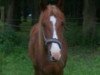broodmare sterni (German Riding Pony, 1996, from Robin Adair of Kingsholme ox)