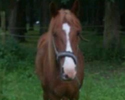 dressage horse sterni (Deutsches Reitpony, 1996, from Robin Adair of Kingsholme ox)