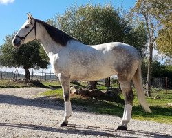 broodmare Minerva YQ (Pura Raza Espanola (PRE),  , from Elegido LXV)