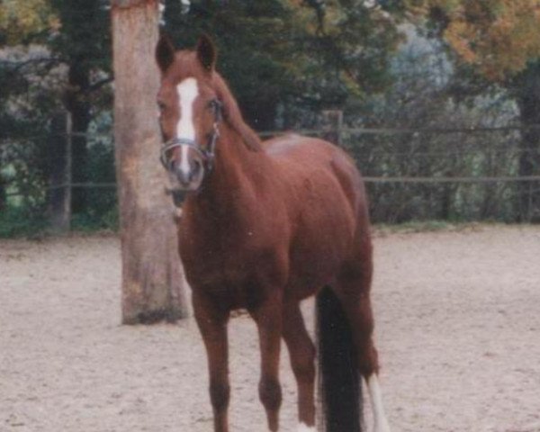 horse Dilizzy (German Riding Pony, 1993, from Durello)