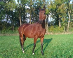 horse Wind of Glory (Hanoverian, 1998, from Windhauch xx)