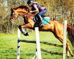 jumper Elbaue (German Sport Horse, 2008, from Elbadel)