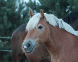 Zuchtstute Undine (Haflinger, 2007, von Amoroso)