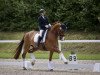 dressage horse Saphir (Hanoverian, 2007, from Samarant)