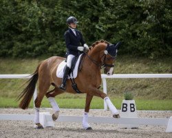 dressage horse Saphir (Hanoverian, 2007, from Samarant)