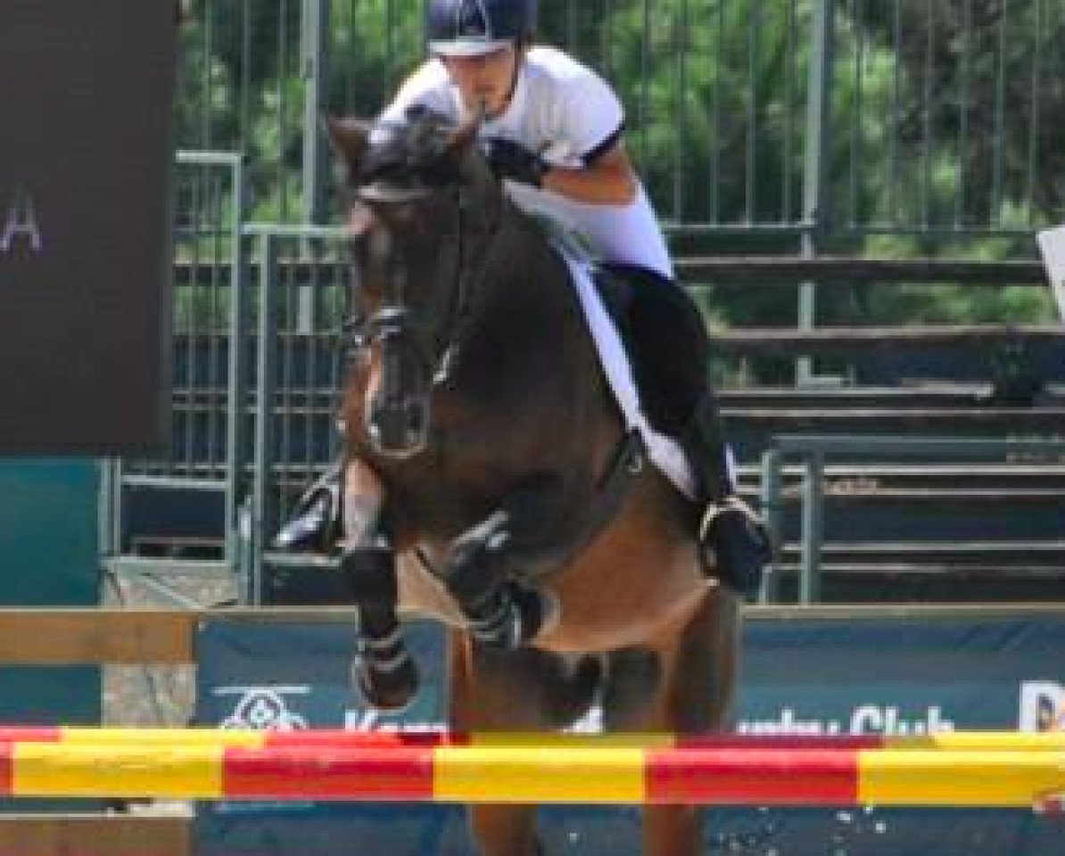broodmare Agropoint Levendula (Hungarian Warmblood, 1999, from Leonid)