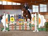 jumper Big Balou 6 (Oldenburg show jumper, 2009, from Balou du Rouet)