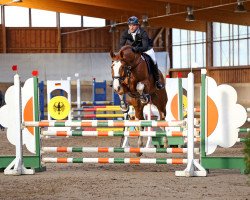 jumper Big Balou 6 (Oldenburg show jumper, 2009, from Balou du Rouet)