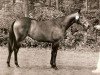 broodmare Beukenhof's Marina (Nederlands Welsh Ridepony, 1992, from Julio Mariner xx)