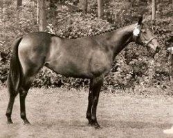 broodmare Beukenhof's Marina (Nederlands Welsh Ridepony, 1992, from Julio Mariner xx)