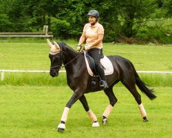 broodmare Rising Sun 106 (Oldenburg, 2009, from Florencio I)