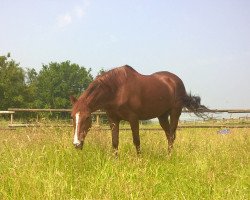 horse Marieton's Jolijn (Nederlands Welsh Ridepony, 1991, from Silvertop's Ricco)