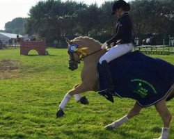 dressage horse Golden Gustav (Deutsches Reitpony, 2009, from HET Golden Dream)