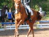 broodmare Donna Dorrie M (Hanoverian, 2007, from Don Frederico)