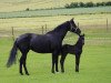 dressage horse Feiner Fabi (German Sport Horse, 2016, from Finest)