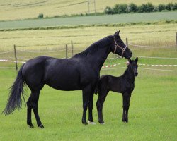 dressage horse Feiner Fabi (German Sport Horse, 2016, from Finest)