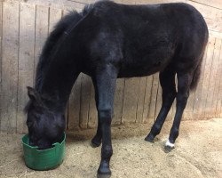 dressage horse Miss Marple 183 (German Warmblood, 2015, from Genesis)