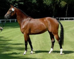 broodmare Confess (Oldenburg show jumper, 2003, from Contendro I)