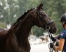 dressage horse Bonita 466 (Hanoverian, 2009, from Benetton Dream FRH 1301)