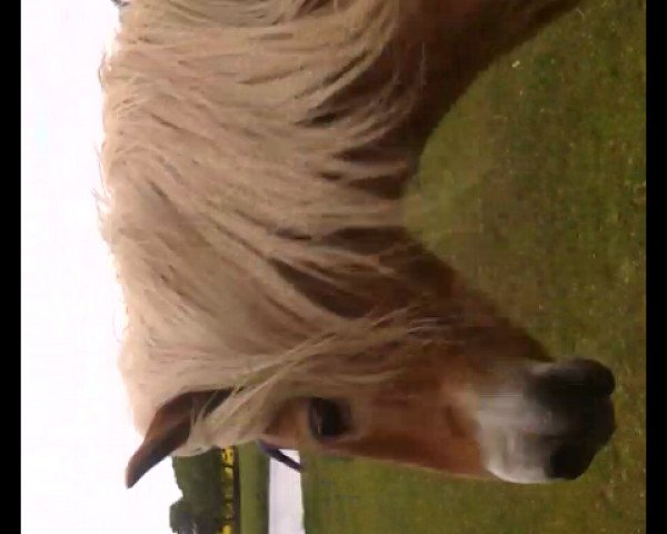 Pferd Baron (Haflinger,  , von Safran)