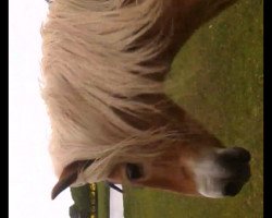 Pferd Baron (Haflinger,  , von Safran)