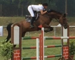 dressage horse Frauenheld 4 (Hanoverian, 2007, from Florencio I)