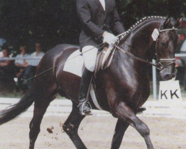 stallion Fulguro (Bavarian, 1985, from Furino)