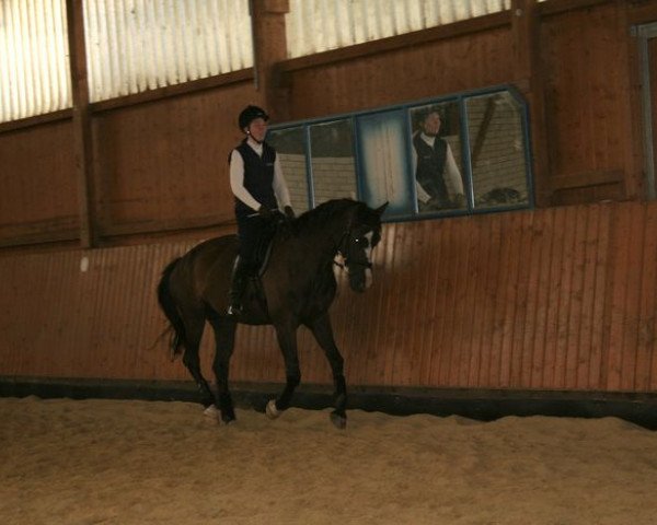 horse Saskia 71 (Hessian Warmblood,  , from Fulguro)