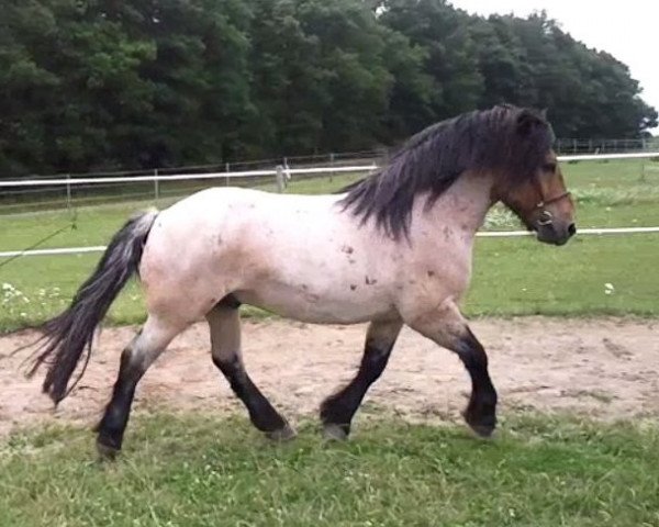 Pferd Don Carlos (Pfalz-Ardenner Kaltblut, 2004, von Crie)