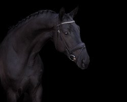 dressage horse Ehrenfreund (Westphalian, 2010, from Ehrenstolz)