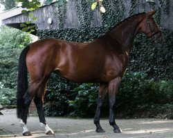 broodmare Ehrendamen (Westphalian, 2012, from Ehrenstolz)