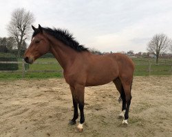 Springpferd Junobra (Belgisches Warmblut, 2009, von Numero Uno)