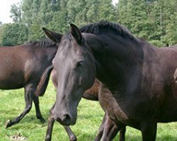 broodmare Wehmut (Hanoverian, 1997, from Weltmeyer)