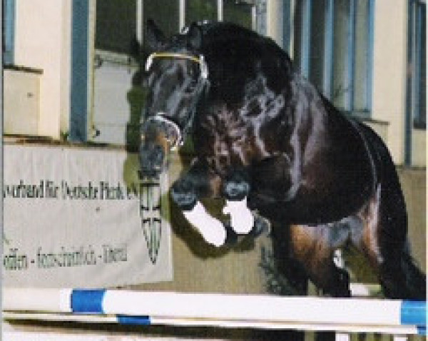 stallion Prince Anthony xx 3 (Thoroughbred, 1999, from Cross xx)
